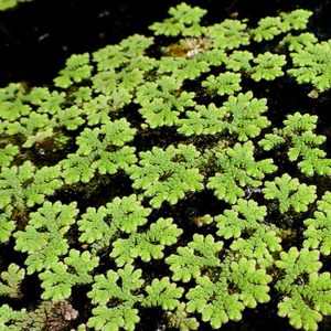 Azolla