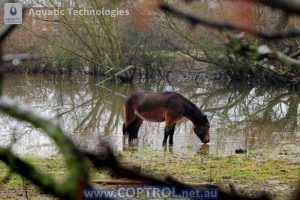 Aquatic-Technologies-using-coptrol-with-livestock