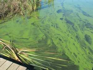 algae-rice-crop-australia