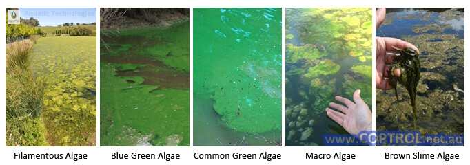 Aquatic-Technologies-algae-5-types