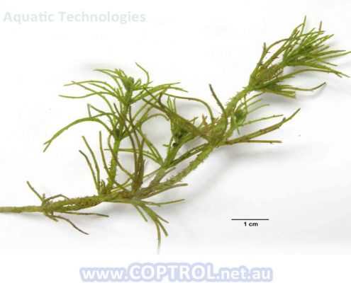 Barley Straw Liquid Extract for Controlling String Algae -Safe and Natural