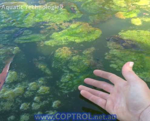 Treat Algae with Coptrol from Aquatic Technologies