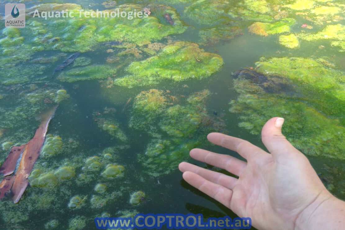 Kill Pond Scum Algae