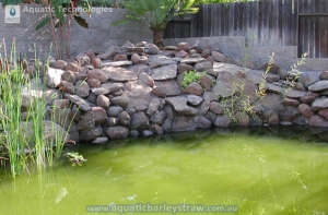 Aquatic Barley Straw Bale placed in pond