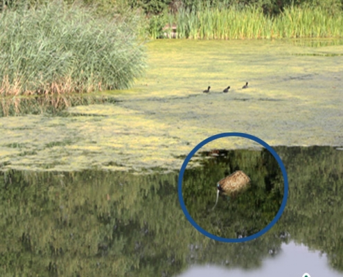 Aquatic Barley Straw Bale placed in pond