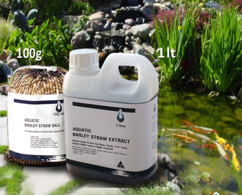 Barley Straw Liquid Extract for Controlling String Algae -Safe and Natural